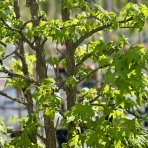 Ambrovník styraxový (Liquidambar styraciflua) - výška 280-300 cm, kont. C70L - VIACKMENNÝ